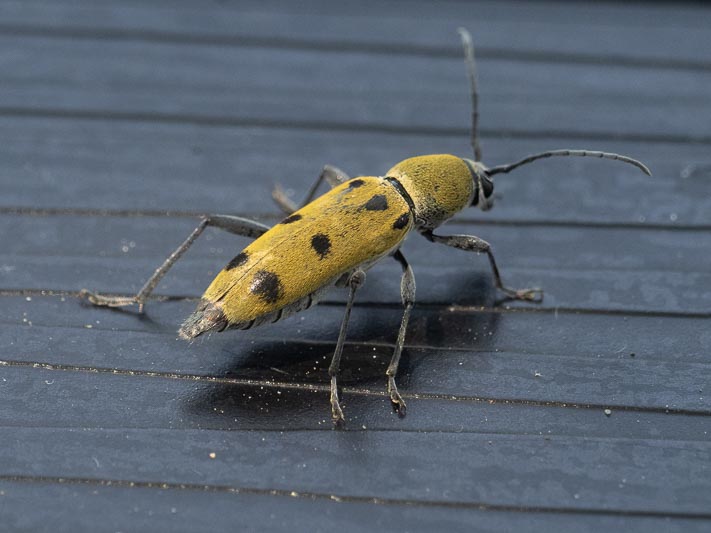 Chlorophorus glabromaculatus-pilosus.jpg